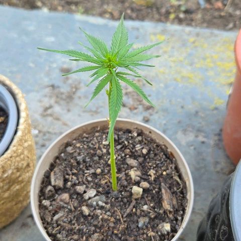 Big Boy Garten growlog timeline photo