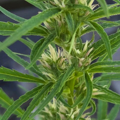 Big Boy Garten growlog timeline photo