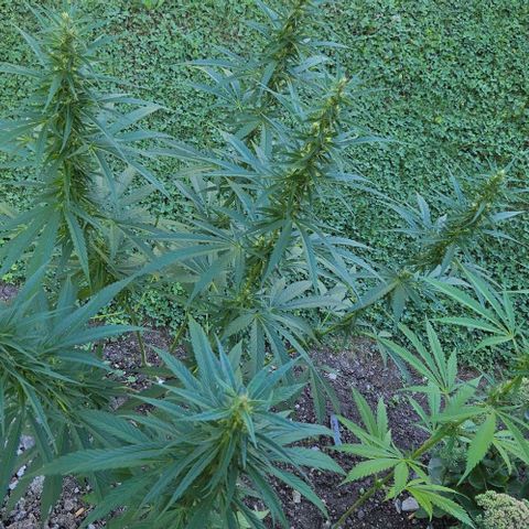 Big Boy Garten growlog timeline photo