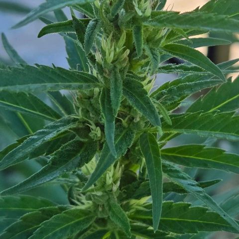 Big Boy Garten growlog timeline photo