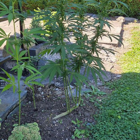 Big Boy Garten growlog timeline photo
