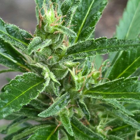Big Boy Garten growlog timeline photo