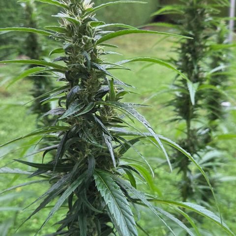 Big Boy Garten growlog timeline photo