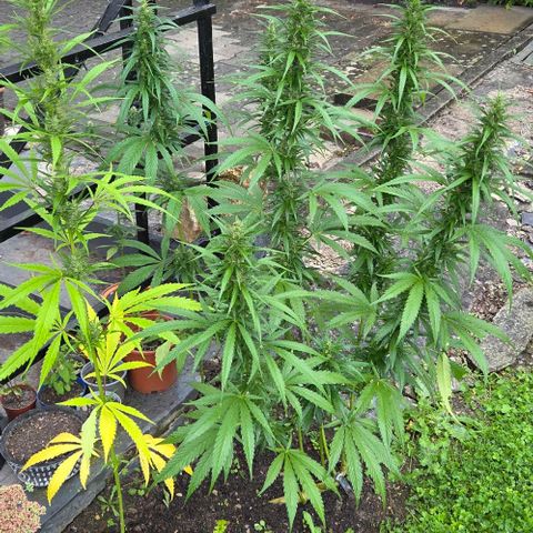 Big Boy Garten growlog timeline photo