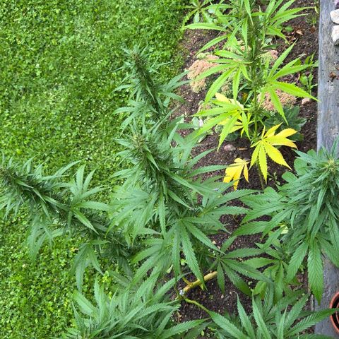 Big Boy Garten growlog timeline photo