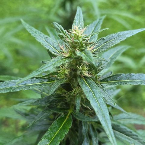 Big Boy Garten growlog timeline photo