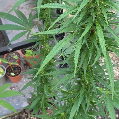 Big Boy Garten growlog timeline photo
