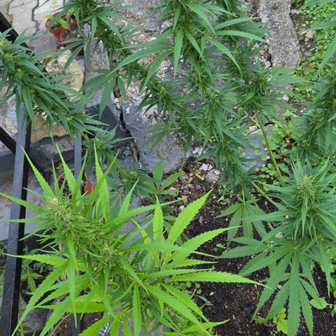 Big Boy Garten growlog timeline photo