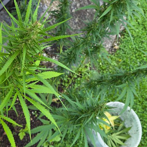 Big Boy Garten growlog timeline photo
