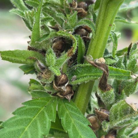 Big Boy Garten growlog timeline photo