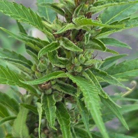 Big Boy Garten growlog timeline photo