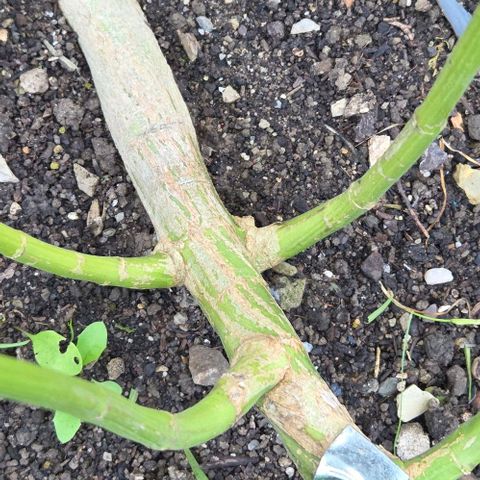 Big Boy Garten growlog timeline photo