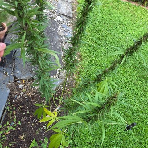 Big Boy Garten growlog timeline photo
