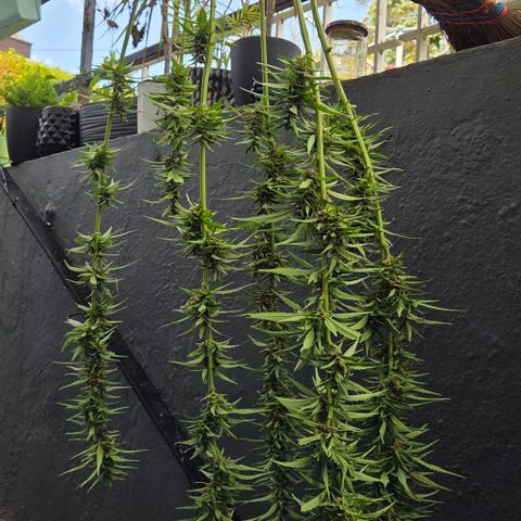 Big Boy Garten growlog timeline photo
