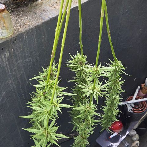 Big Boy Garten growlog timeline photo