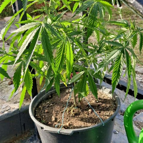 RainbowCheatz (OD) growlog timeline photo