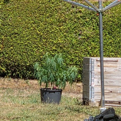 RainbowCheatz (OD) growlog timeline photo