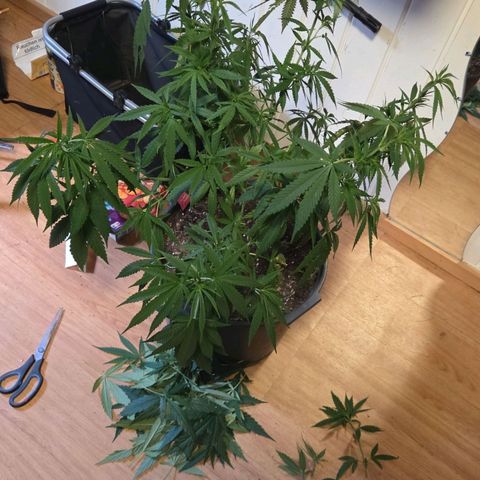 RainbowCheatz (OD) growlog timeline photo