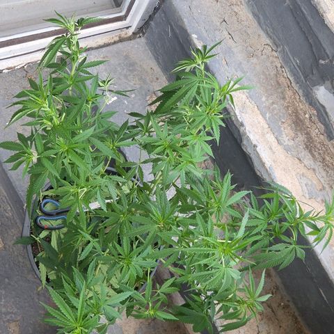 RainbowCheatz (OD) growlog timeline photo