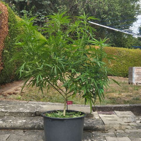 RainbowCheatz (OD) growlog timeline photo