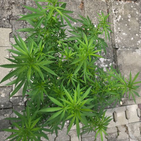 RainbowCheatz (OD) growlog timeline photo