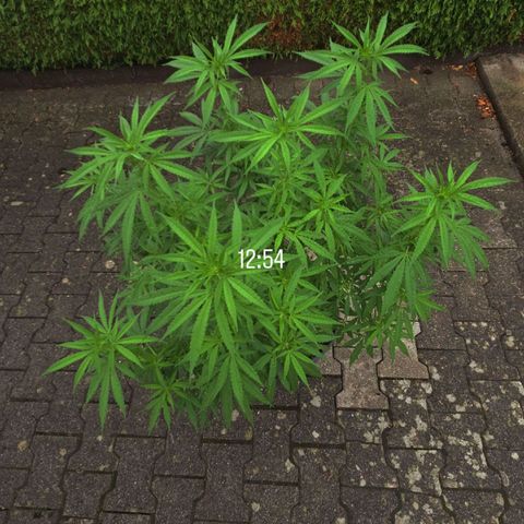 RainbowCheatz (OD) growlog timeline photo