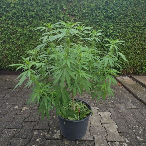 RainbowCheatz (OD) growlog timeline photo