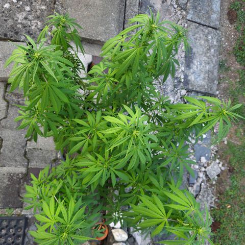 RainbowCheatz (OD) growlog timeline photo