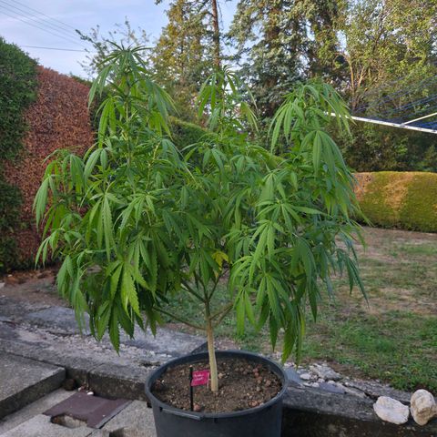 RainbowCheatz (OD) growlog timeline photo