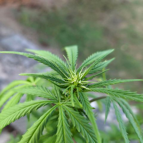 RainbowCheatz (OD) growlog timeline photo
