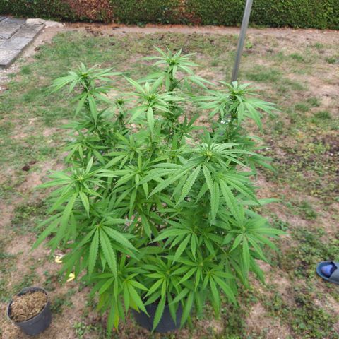 RainbowCheatz (OD) growlog timeline photo
