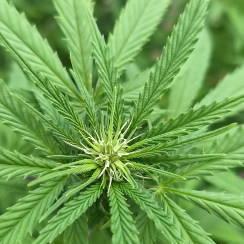 RainbowCheatz (OD) growlog timeline photo