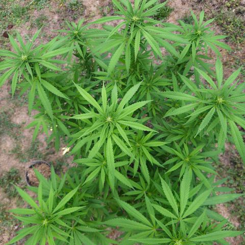 RainbowCheatz (OD) growlog timeline photo