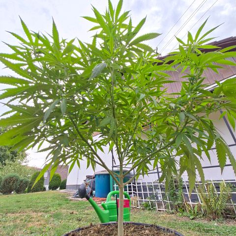 RainbowCheatz (OD) growlog timeline photo