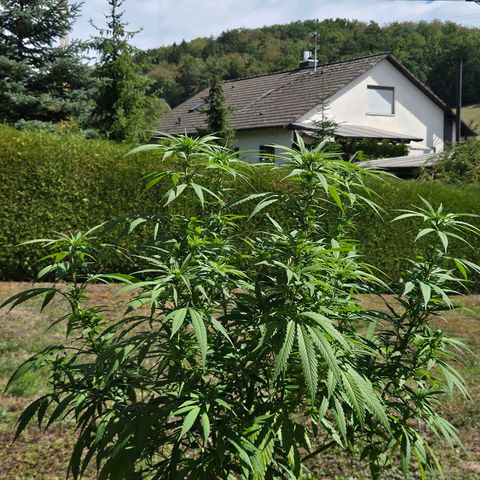 RainbowCheatz (OD) growlog timeline photo