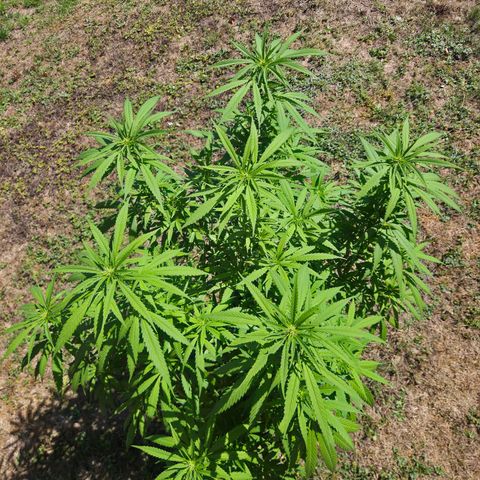 RainbowCheatz (OD) growlog timeline photo