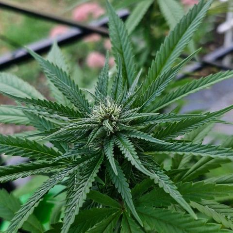 RainbowCheatz (OD) growlog timeline photo
