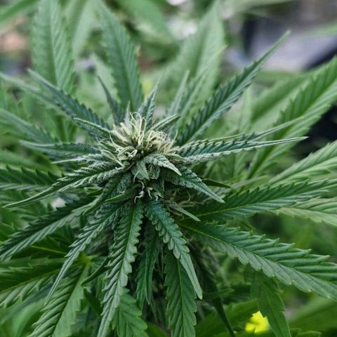 RainbowCheatz (OD) growlog timeline photo