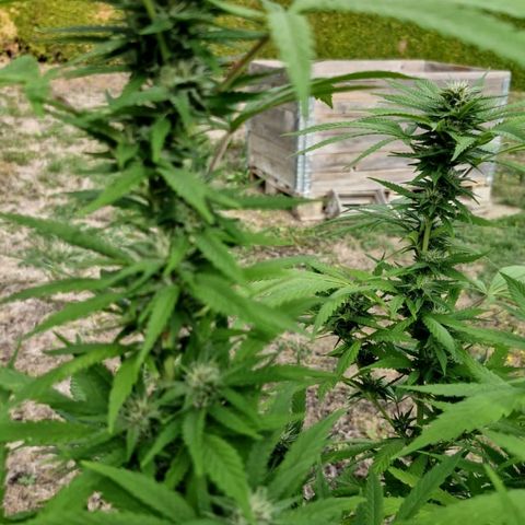 RainbowCheatz (OD) growlog timeline photo