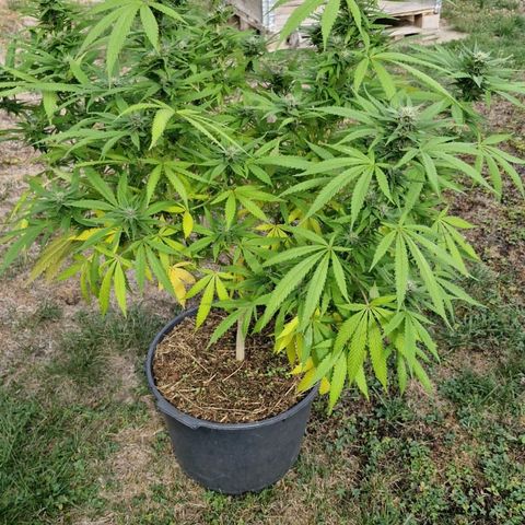 RainbowCheatz (OD) growlog timeline photo