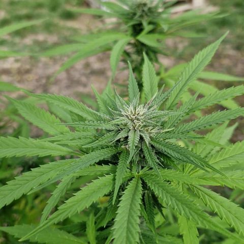 RainbowCheatz (OD) growlog timeline photo