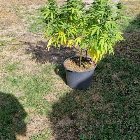 RainbowCheatz (OD) growlog timeline photo