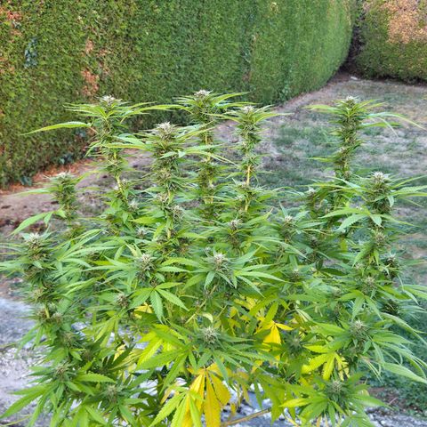 RainbowCheatz (OD) growlog timeline photo