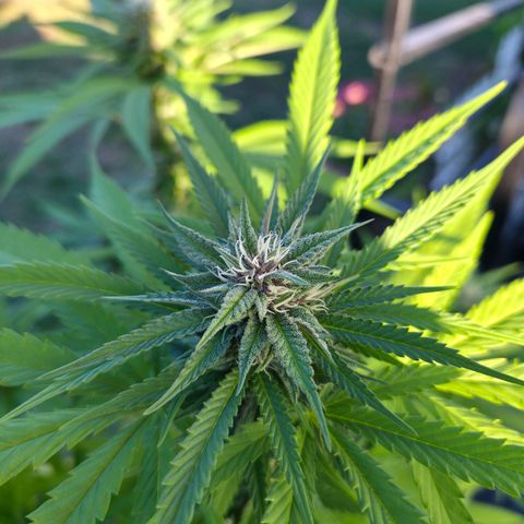RainbowCheatz (OD) growlog timeline photo