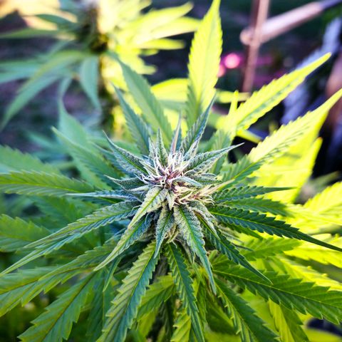 RainbowCheatz (OD) growlog timeline photo