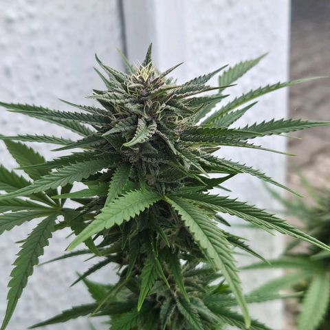 RainbowCheatz (OD) growlog timeline photo
