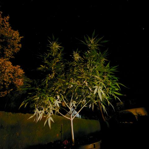 RainbowCheatz (OD) growlog timeline photo