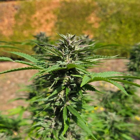 RainbowCheatz (OD) growlog timeline photo