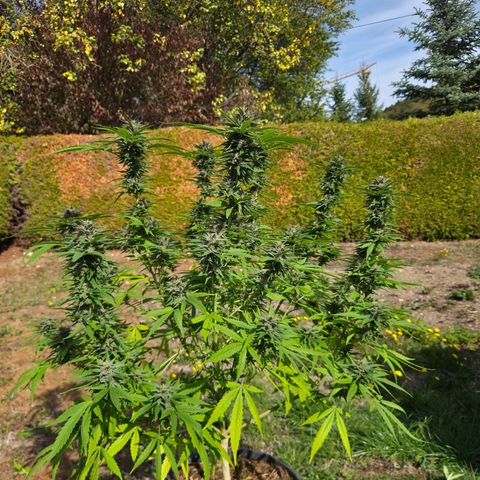 RainbowCheatz (OD) growlog timeline photo