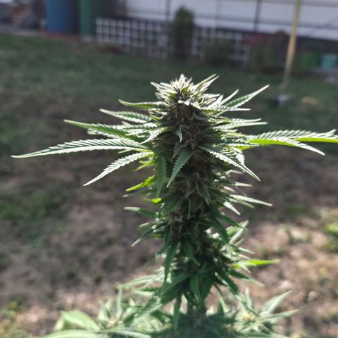 RainbowCheatz (OD) growlog timeline photo